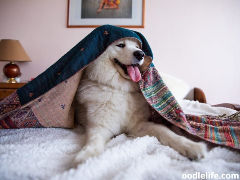 white dog in bed