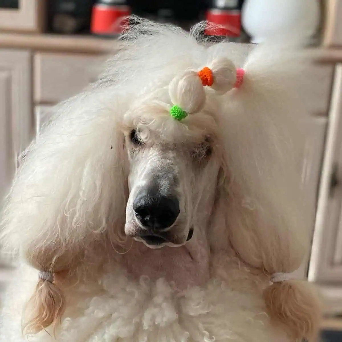 white Poodle and colored hair bands