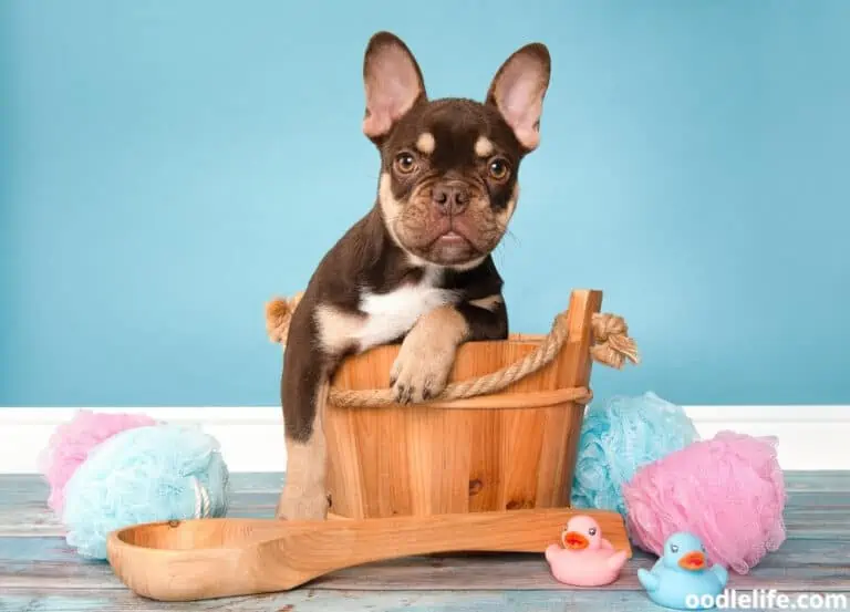 Why Are French Bulldogs So Expensive?