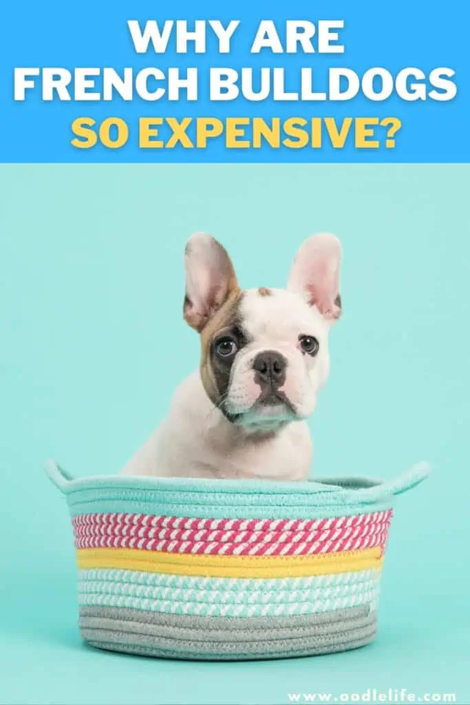 why are French Bulldogs so expensive