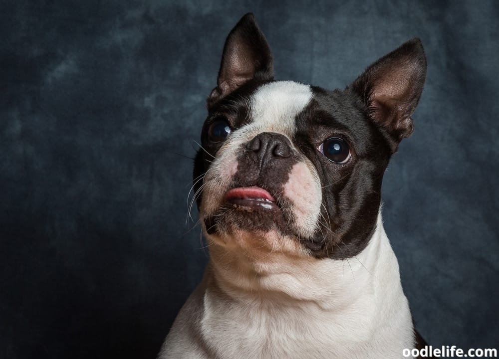 are boston terriers nervous dogs