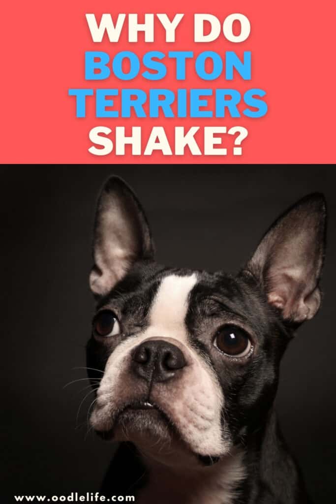 why do boston terriers shake