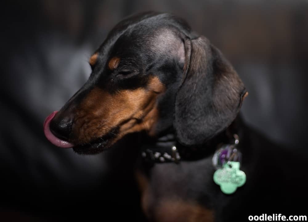 why do Dachshunds lick so much