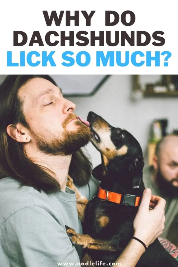 why do dachshunds lick so much