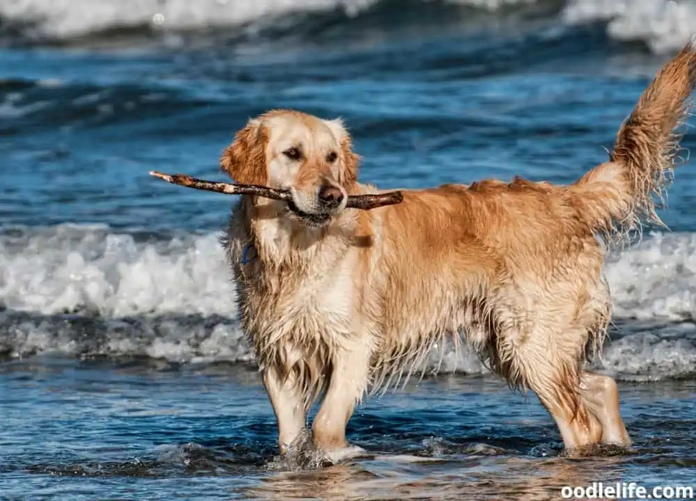 why do dogs like sticks