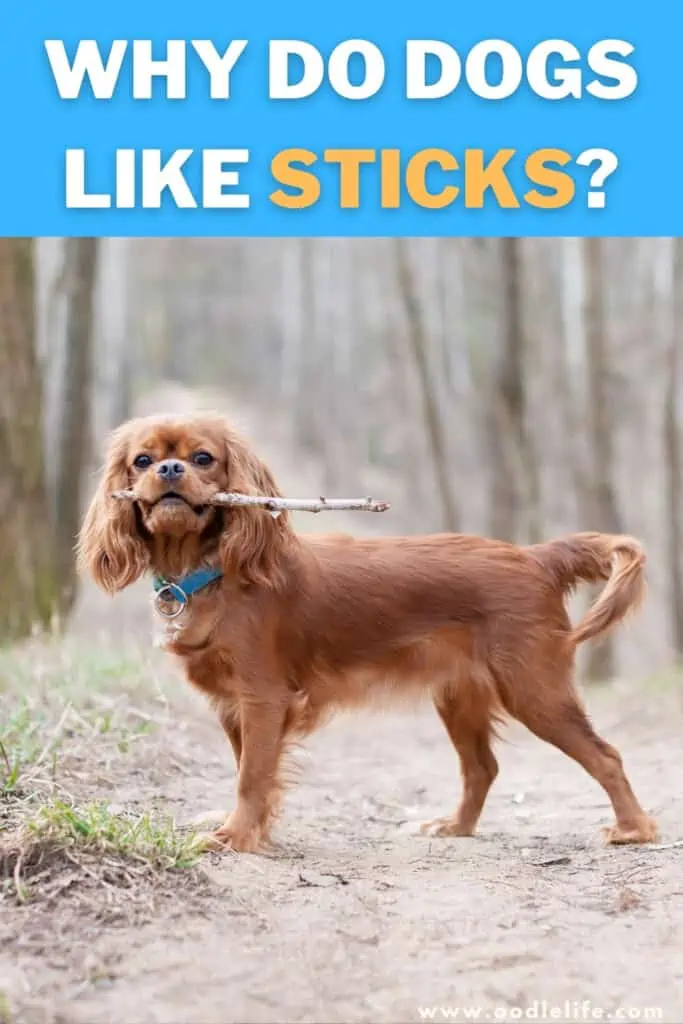 why do dogs like sticks