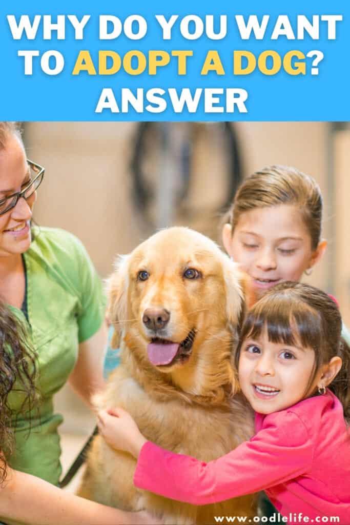 why do you want to adopt a dog answer