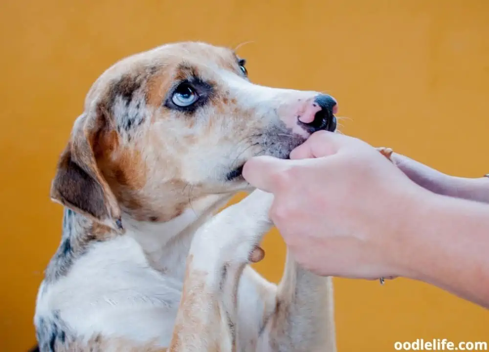 why do you want to adopt a dog answer