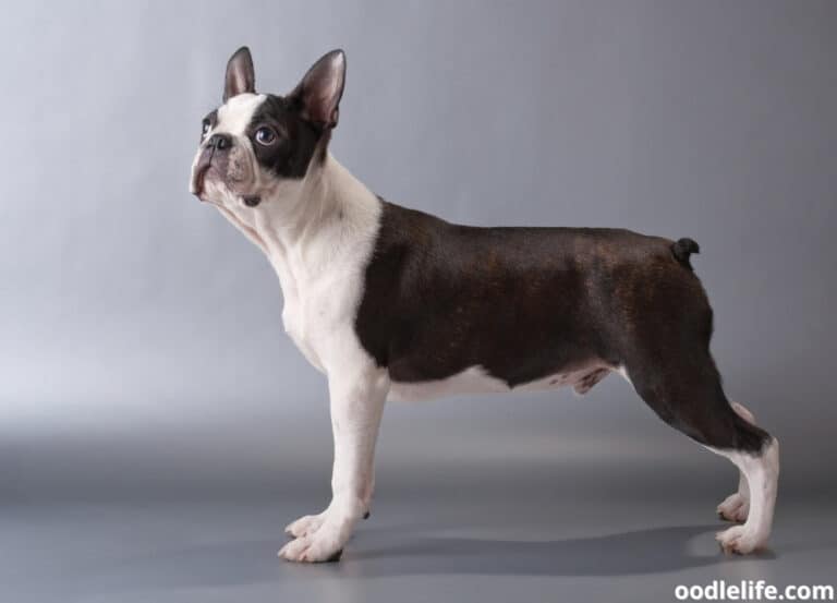 Why Does My Boston Terrier Fart So Much?
