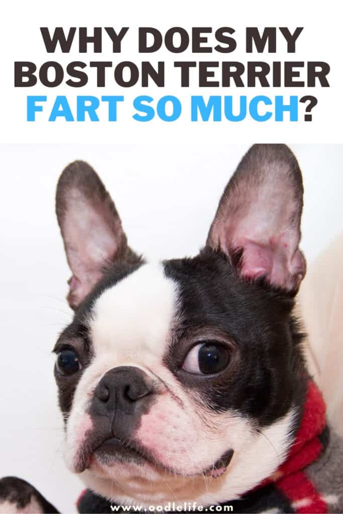 why does my Boston Terrier fart so much