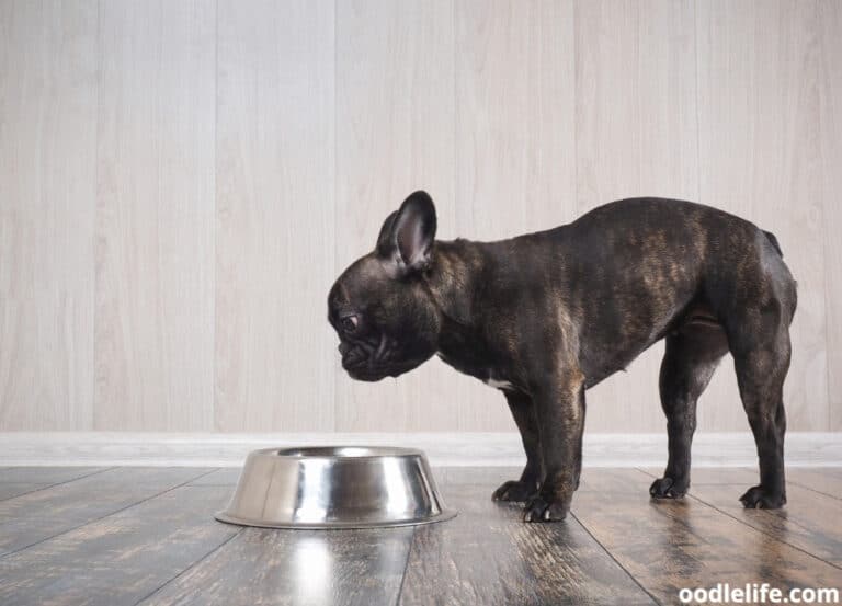 Why Does My Dog Flip His Water Bowl? [Fixes]