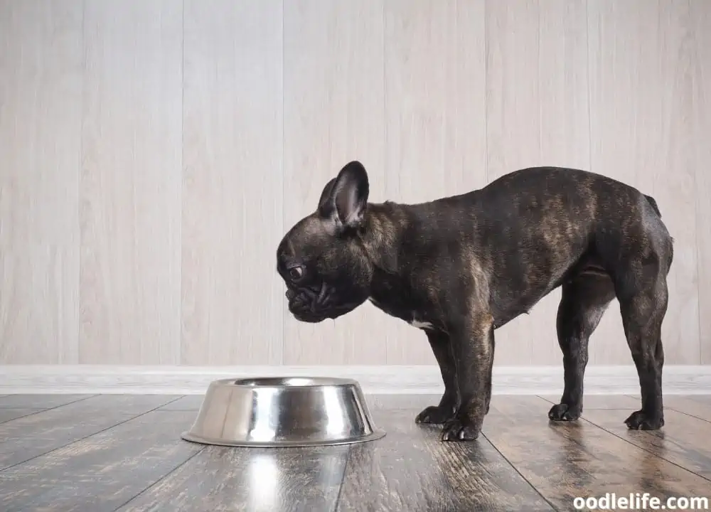 why does my dog flip his water bowl