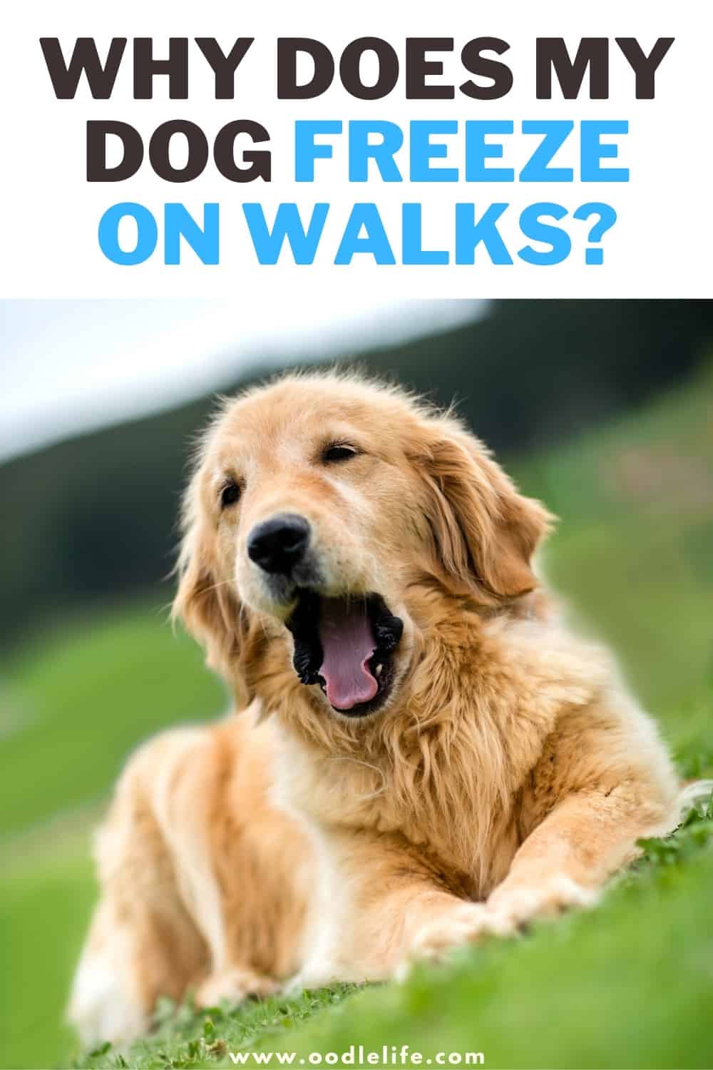 Why Does My Dog Freeze On Walks? [Explained] Oodle Life