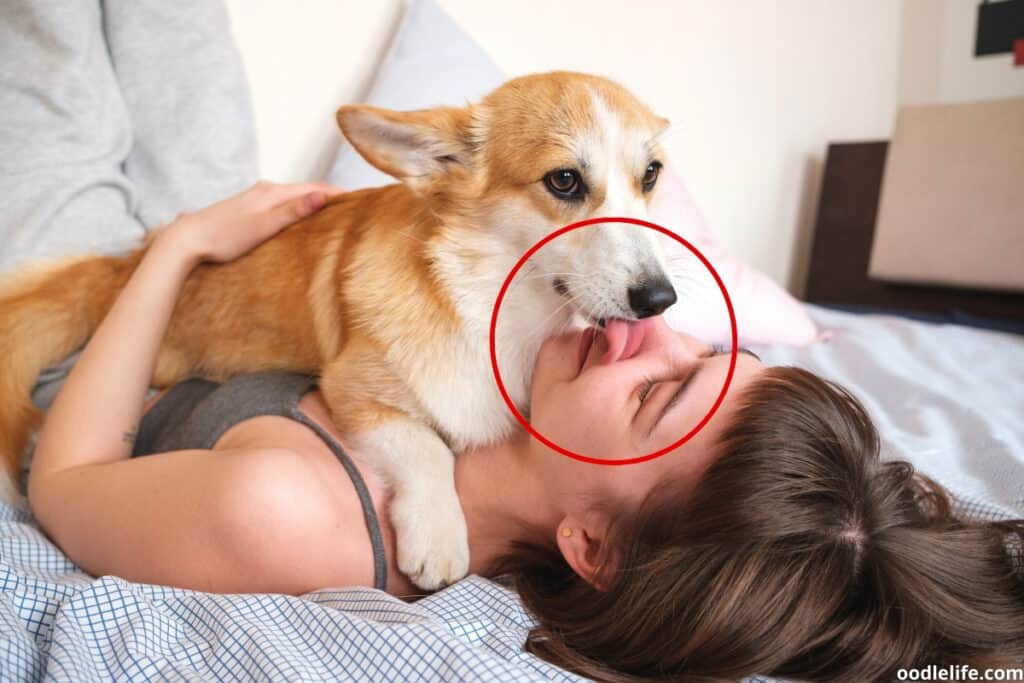 dog licking a womans face