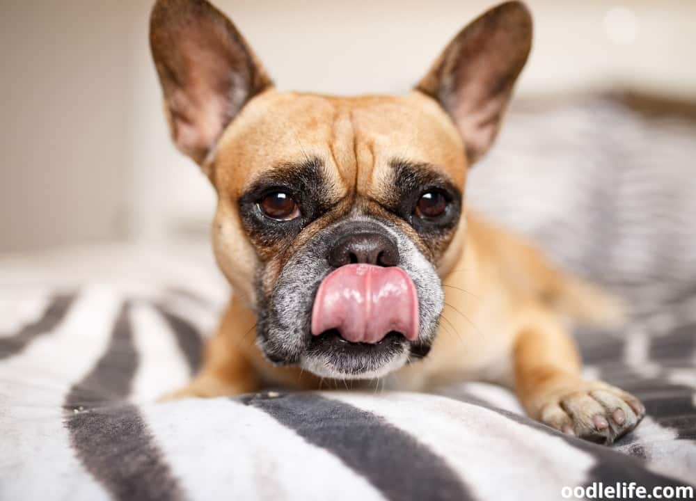 Why does my dog lick my blanket?