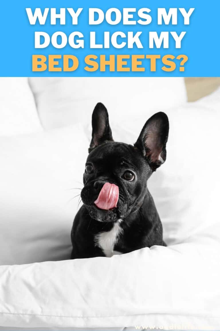 Why Does My Dog LICK My Bed Sheets? [Explained] Oodle Life