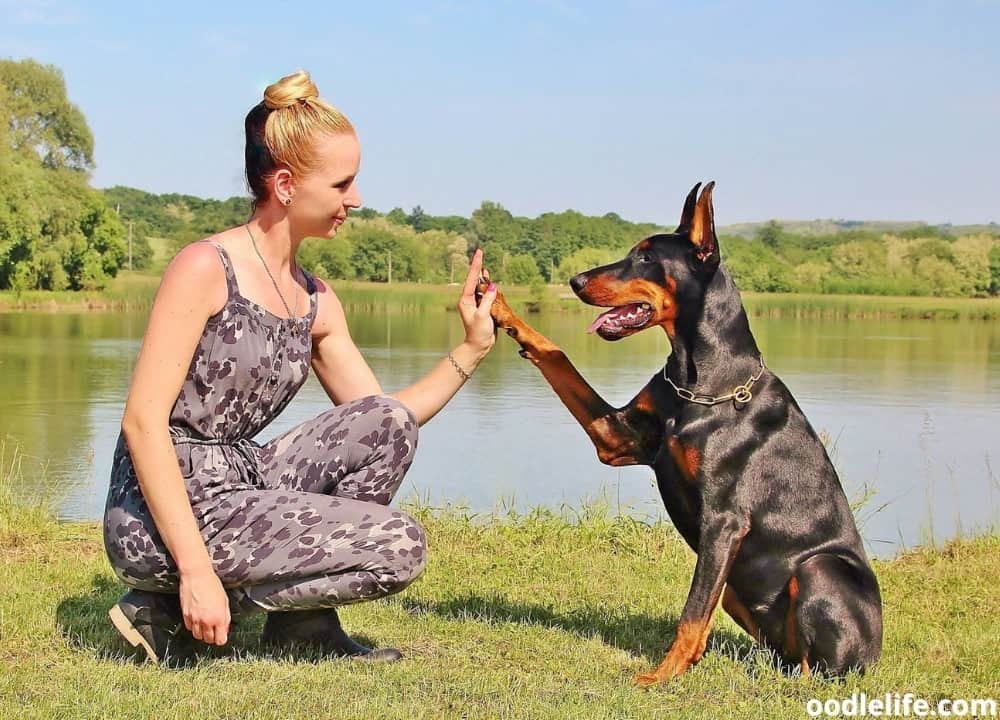 What Does It Mean When A Dog Puts His Paw On You All The Time