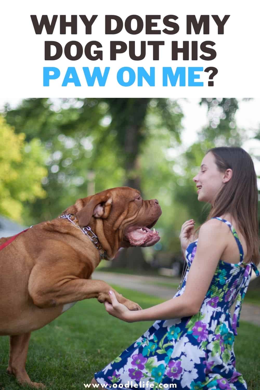 Why Does My Dog Have To Put His Paw On Me at Louis Goldsberry blog