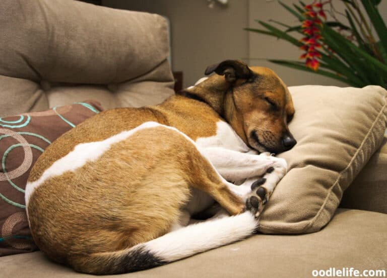 Why Does My Dog Sleep In Another Room? [Meaning]