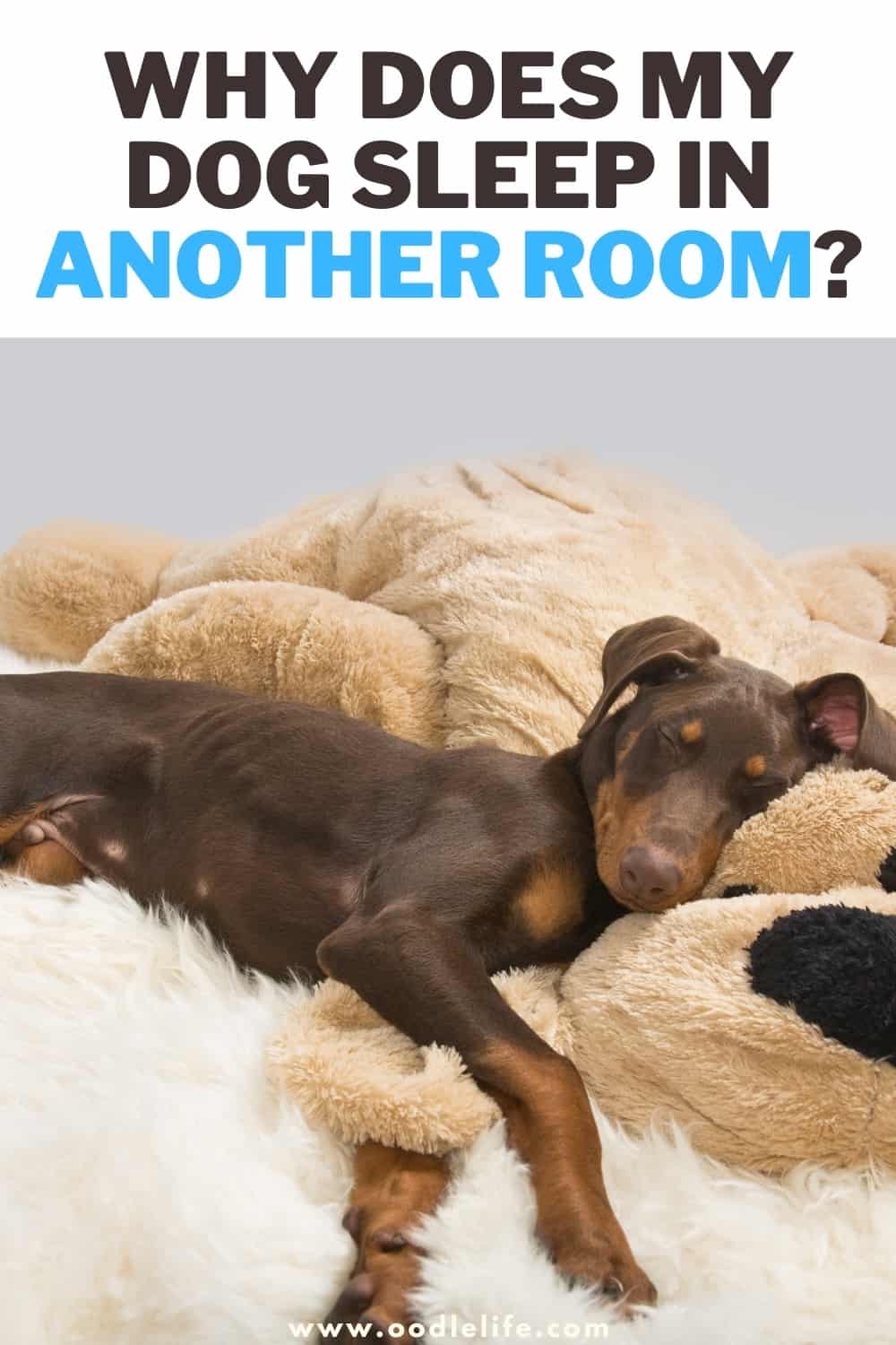 Why Does My Dog Sleep In Another Room? [Meaning] Oodle Life