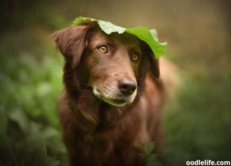 Why Does My Dog Stay Out in the Rain? [Truth]