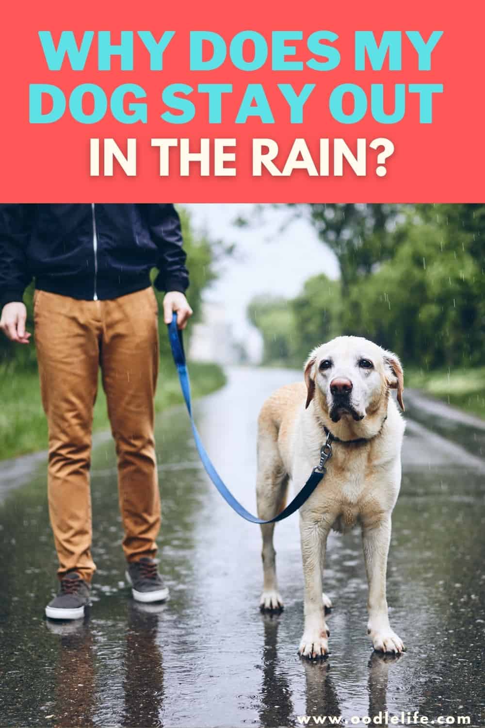 Why Does My Dog Stay Out In The Rain? [Truth] Oodle Life
