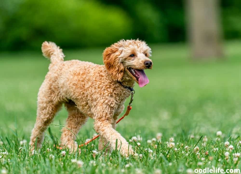 how do you train a dog not to poop on a walk