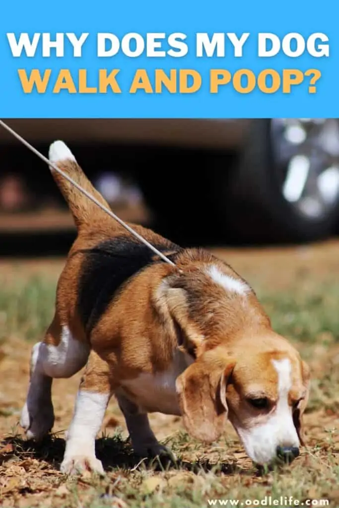 Why Does Your Dog Walk And Poops? Find Out