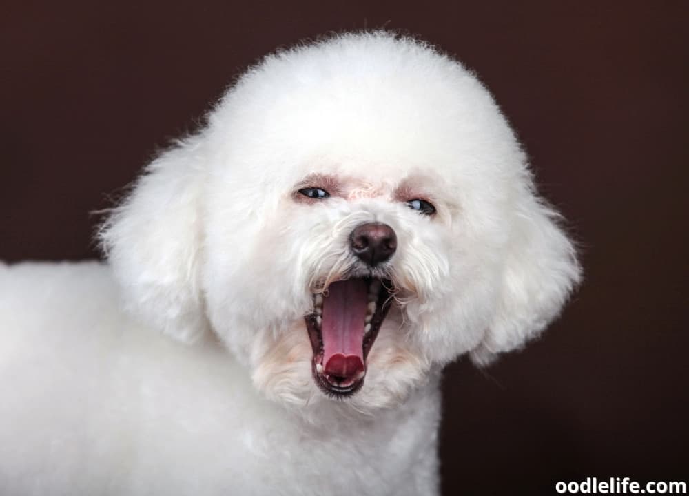 Why Does My 14 Year Old Poodle Smell So Bad