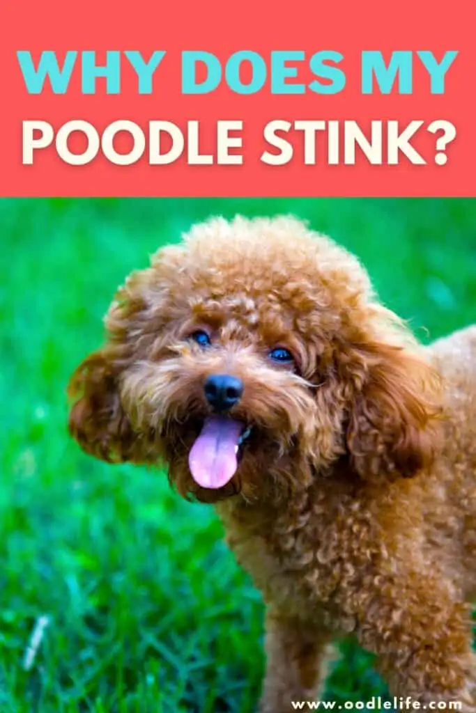 why does my poodle stink