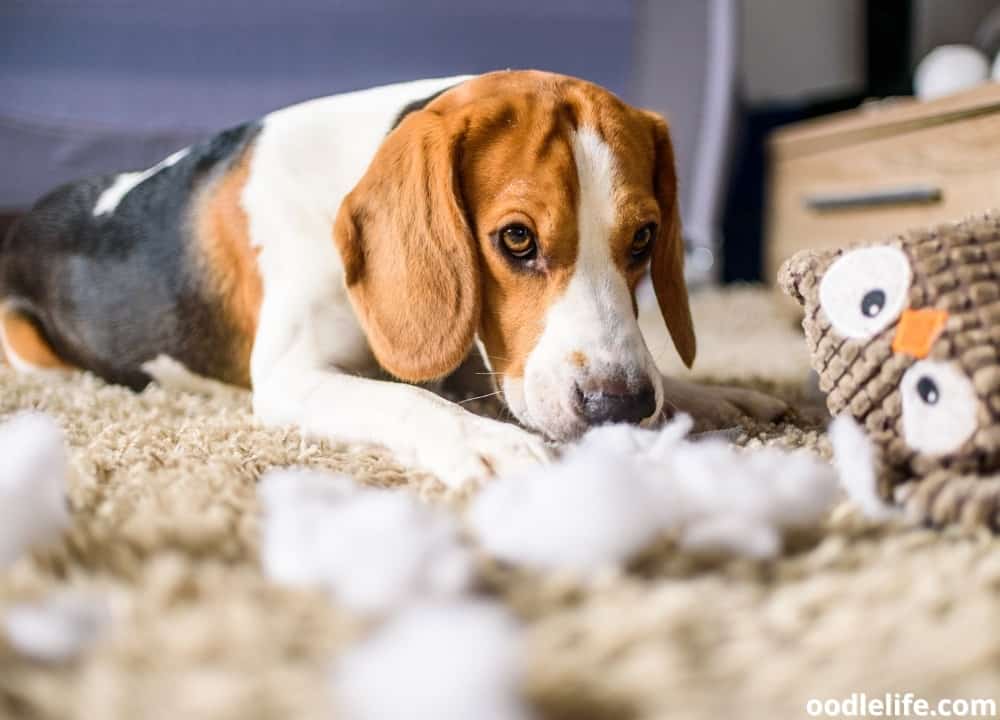 what happens when dogs eat carpet