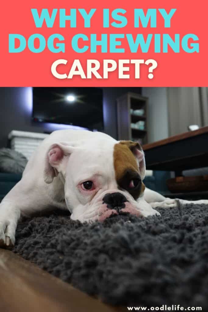 why is my dog chewing carpet