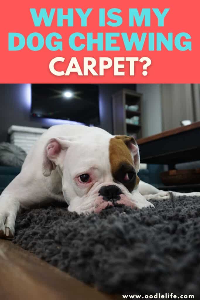 how do you punish a dog for chewing carpet