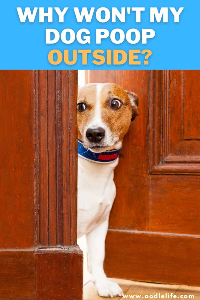 Why Won’t My Dog Poop OUTSIDE? (Help!) 1