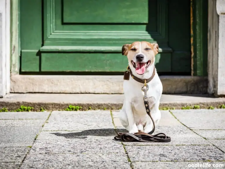 why won't my dog poop outside