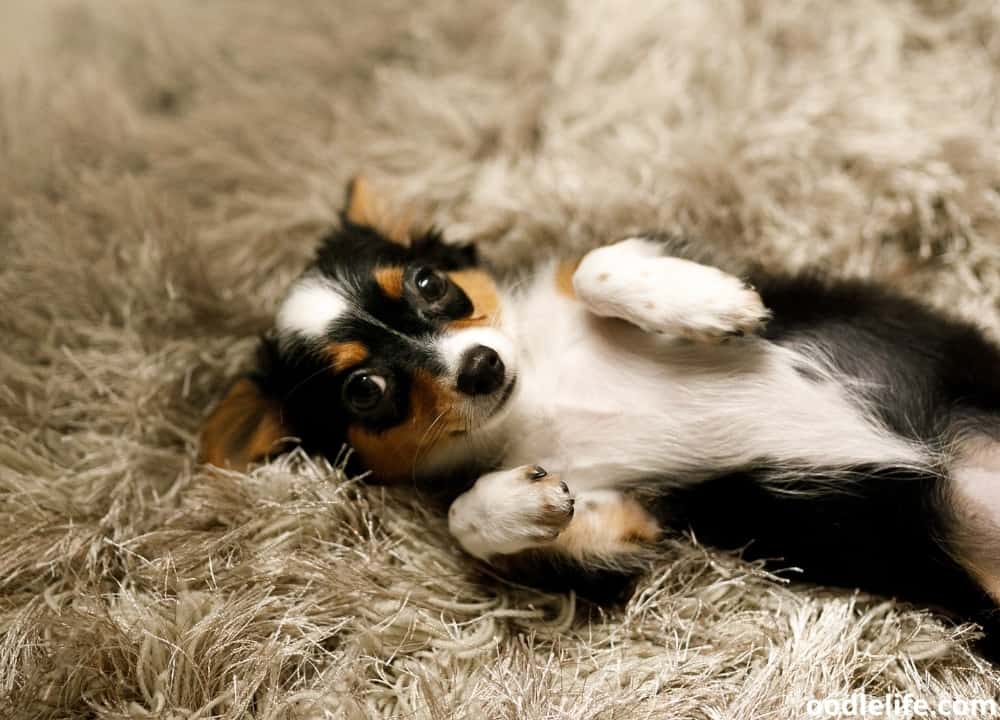 Can A Dog With Bloat Poop