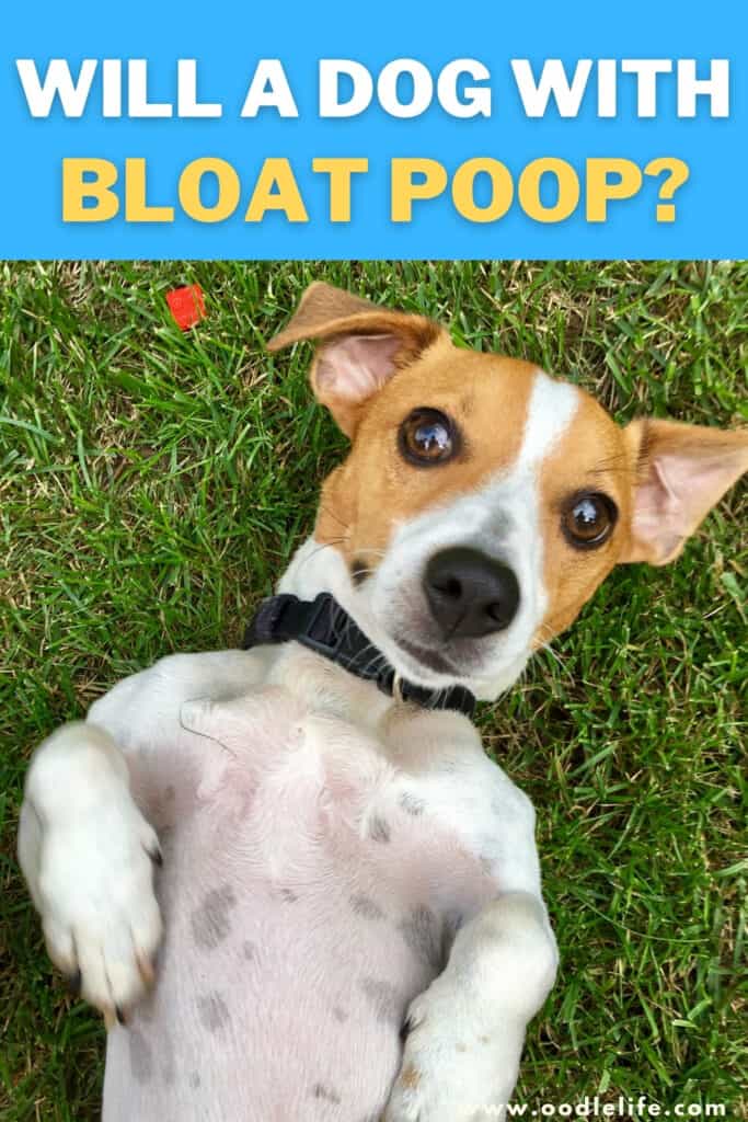 Will A Dog With Bloat Poop? [Look Out For These Signs] Oodle Life