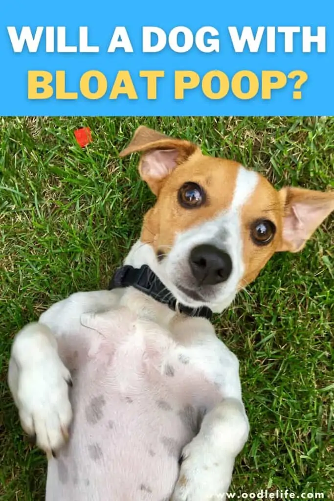 will a dog with bloat poop