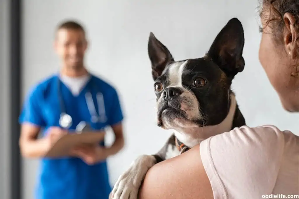 a boston terrier at a veterinarian office