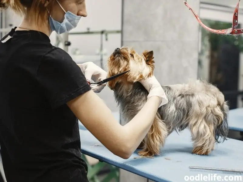 woman wearing protection while grooming dog