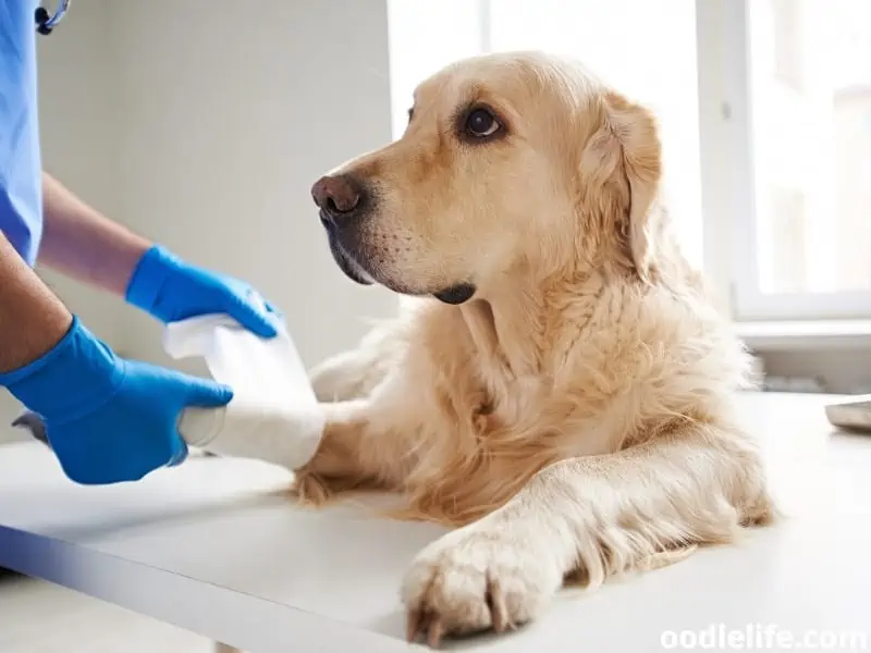 wrapping bandage dog's leg