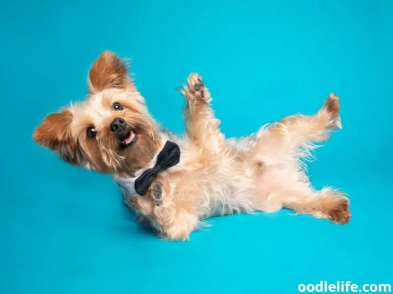 Yorkie in a bow tie