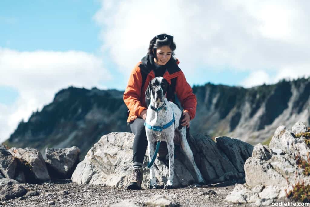 an adult harlequin great dane on a hike