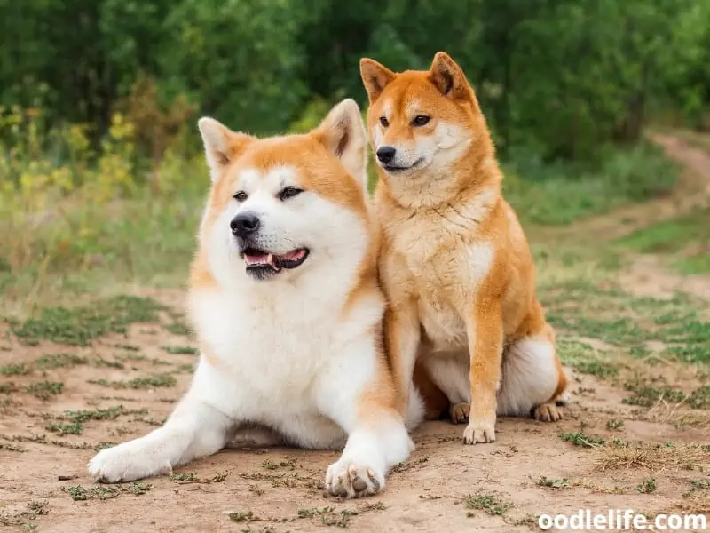 Akita Inu and Shiba Inu