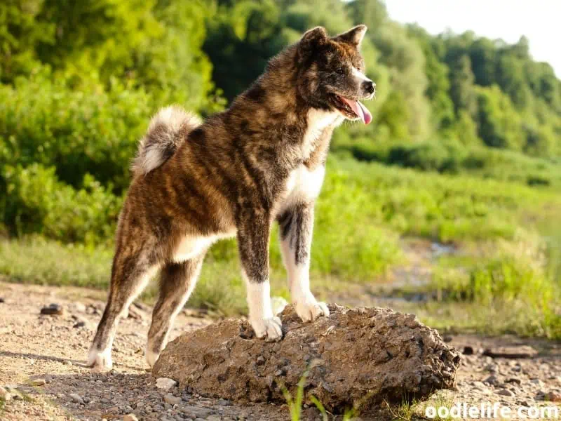 alert Akita Inu