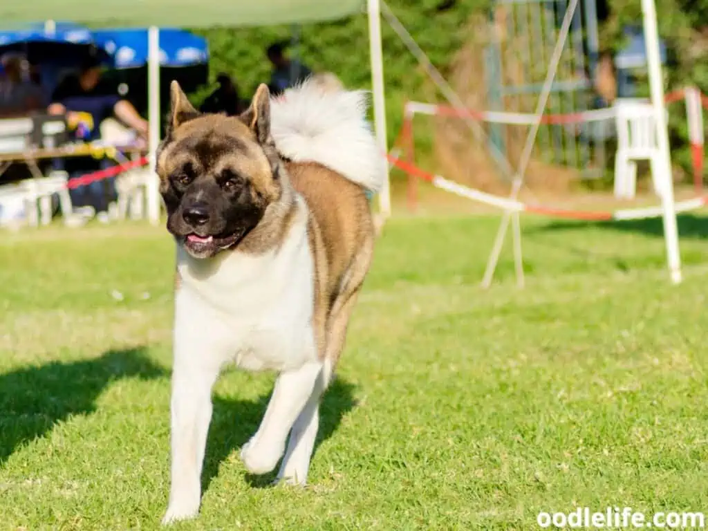 American Akita running