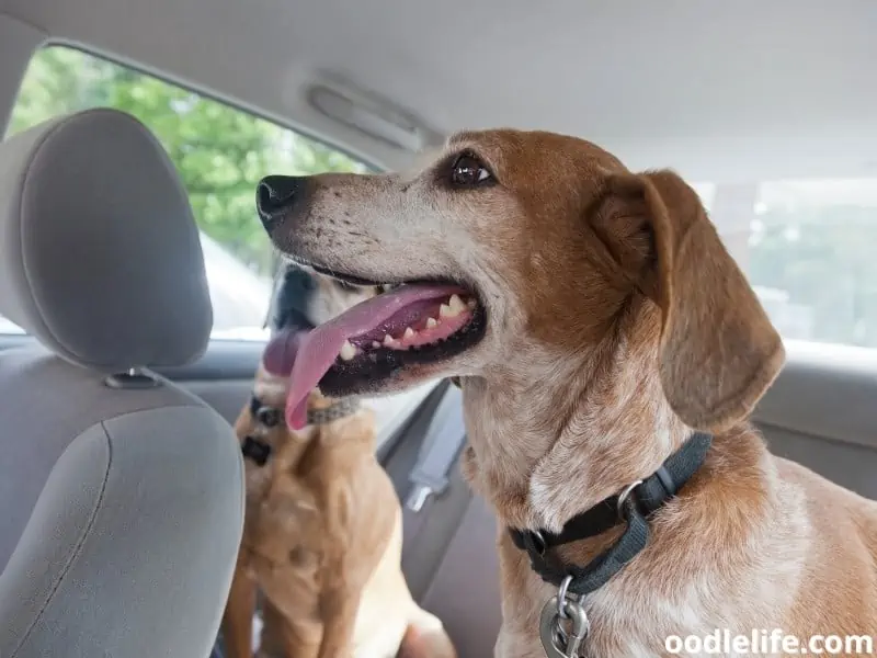 American English Coonhound looks in the backseat