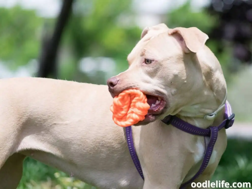 American Pit Bull Terrier playing