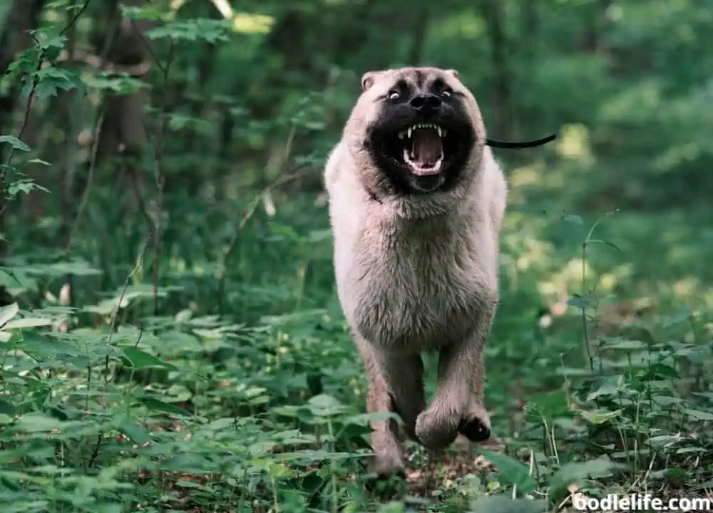 are Akitas dangerous