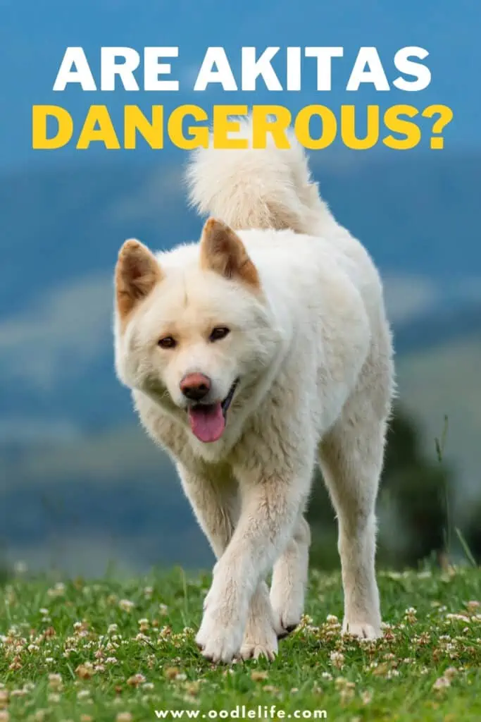 are Akitas dangerous